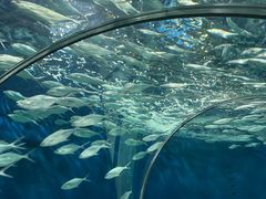 -上海海洋水族馆