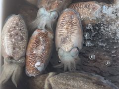-东山码头