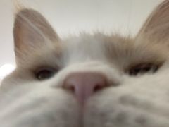 -喵的天空名猫咖啡馆·撸猫·猫舍·用品