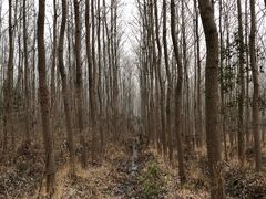 -合肥滨湖国家森林公园