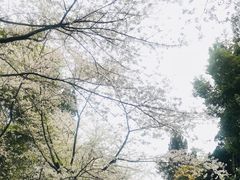 -武汉大学-樱园