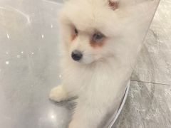 -半岛宠物医院24小时(西派城店)