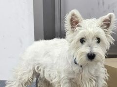 -囡的喵喵酱·萌宠生活馆·宠物洗护美容(胶州路店)