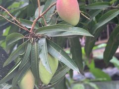 -西双版纳傣族园