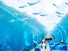 -海棠湾洲际-涛·海底餐厅·美人鱼·自助餐·海底隧道