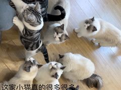 -有喵·猫咖·狗咖·30几只猫10只小狗(岗厦店)