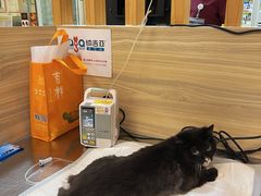 -纳吉亚猫专科动物医院(康都外科中心)