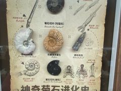 -青岛贝壳博物馆