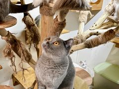 -猫宠乐园·专业洗护