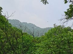-大岭沟猕猴桃谷风景区