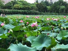 -黄兴公园