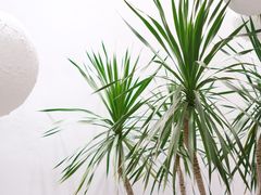 -花十悦·鲜花咖啡餐厅(振业城一期店)