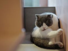 -猫儿山۰猫主题餐厅
