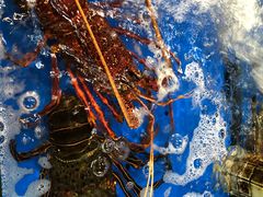 -大东海海鲜酒楼(渔人码头总店)