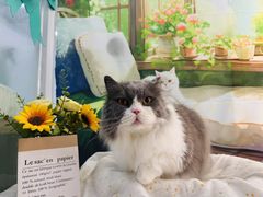 -爱洗澡的猫(望京店)