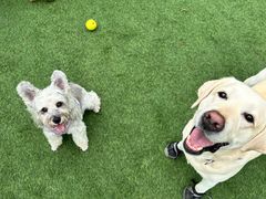 -爪吧宠物乐园 (温榆河示范区店)