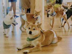 -柴犬小屋·柴餐厅·狗咖食堂(金鼎广场店)