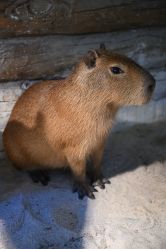 -Zoolung Zoolung动物主题公园(海信广场店)