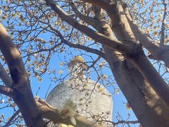 -护国法轮寺