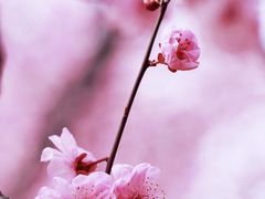 -白塘生态植物园