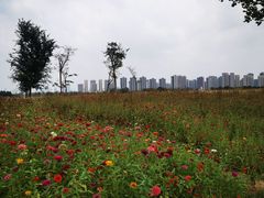 -洋湖国家湿地公园