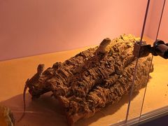 -酷以爬仙阁实体爬宠店·守宫·蜥蜴·专业繁育