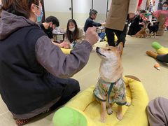 -逗柴咖啡屋·狗咖猫咖宠物桌游