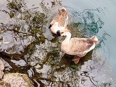 -靖西鹅泉风景区
