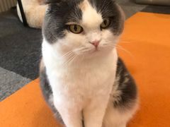 -米宠家·撸猫猫咖小萌宠·猫咪洗澡·猫咪寄养(高新大都荟店)