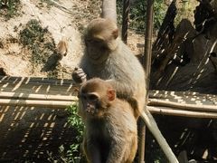 -西双版纳原始森林公园