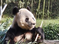 -都江堰中华大熊猫苑