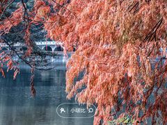 -深圳仙湖植物园