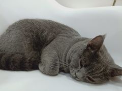-李小姐の猫咖啡馆(五角场店)