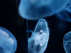 -欢乐海岸海洋奇梦馆