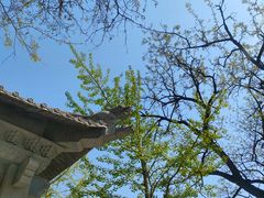 -护国法轮寺