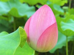 -陈家山荷花公园