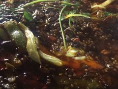 -鸿顺老铁锅美蛙鱼府(解放碑店)