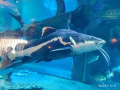 -华夏文旅海洋公园