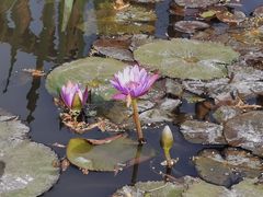 -五缘湾湿地公园