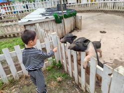 -前小桔亲子创意农场·草莓采摘·露营烧烤