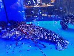 -AZUR聚(香格里拉饭店)