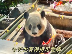 -灵玲国际马戏城