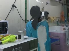 -守诺宠物医院·眼科· 特色牙科·异宠专科(虹口店)