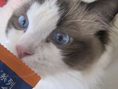 -久久宠物(河东万达店)