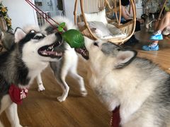 -Husky Go! 哈士奇体验馆·宠物咖啡厅狗咖