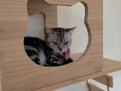 -猫にゃん · 猫的隐藏屋猫咖(麦地旗舰店)