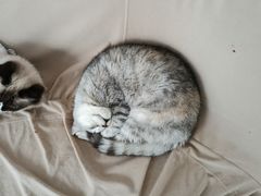 -怪兽屋·羊驼·猫咖·狗咖(俊华广场店)