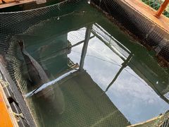 -蓝湾碧波·老字号·疍家非遗海上餐厅
