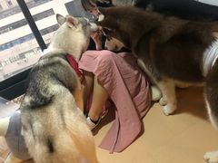 -Husky Go! 哈士奇体验馆·宠物咖啡厅狗咖