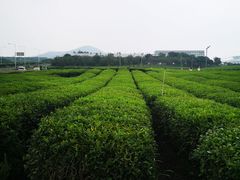 -雪绿茶博物馆